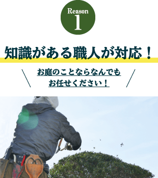 庭木の剪定、伐採、草刈り、承ります。 植木の剪定、伐採、草刈りは【植木ドクター】低価格な植木屋さん