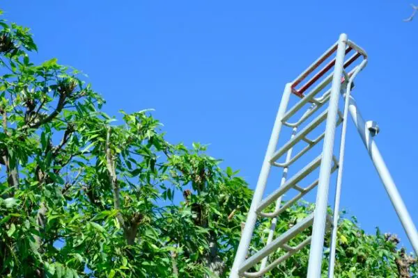 植木はなぜ病気になる 葉っぱの病気別に原因と対処法をご紹介 植木の剪定 伐採 草刈りは 植木ドクター 低価格な植木屋さん