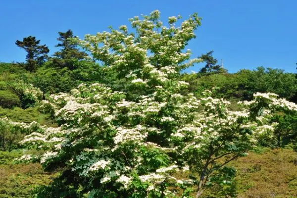 庭木におすすめ】ヤマボウシは四季を楽しめる！実や花はジャムや 