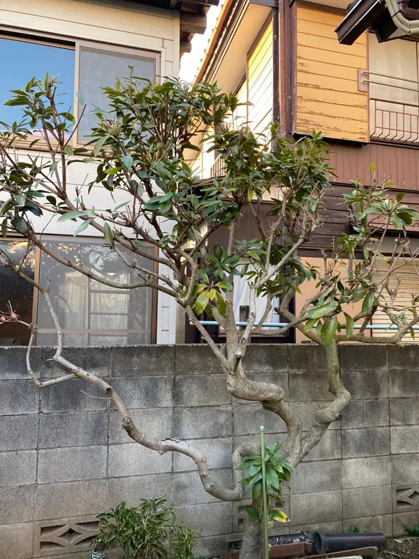 東京都町田市 庭木の剪定 植木の剪定 伐採 草刈りは 植木ドクター 低価格な植木屋さん