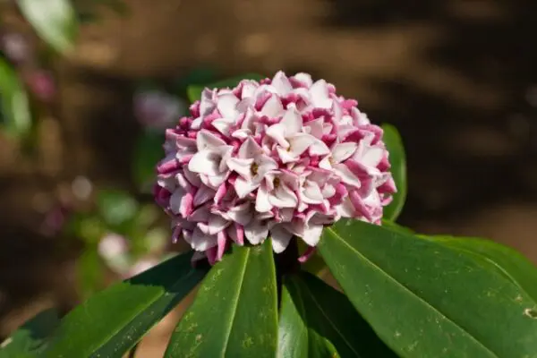 沈丁花 ジンチョウゲ は剪定のしすぎに注意 育て方と共に注意点を解説 植木の剪定 伐採 草刈りは 植木ドクター 低価格な植木屋さん