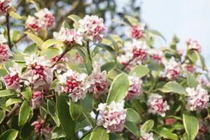 沈丁花 ジンチョウゲ は剪定のしすぎに注意 育て方と共に注意点を解説 植木の剪定 伐採 草刈りは 植木ドクター 低価格な植木屋さん