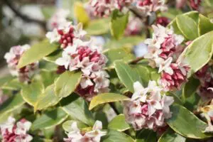 沈丁花 ジンチョウゲ は剪定のしすぎに注意 育て方と共に注意点を解説 植木の剪定 伐採 草刈りは 植木ドクター 低価格な植木屋さん