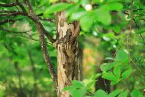 ナツツバキ シャラの木 は冬の休眠期に剪定 儚い美しさが魅力の庭木を解説 植木の剪定 伐採 草刈りは 植木ドクター 低価格な植木屋さん