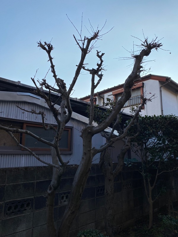 神奈川県相模原市　庭木の剪定 (1)