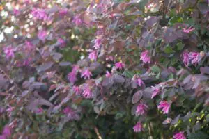 トキワマンサクの剪定は6月 時期を間違えると花が咲かなくなる 植木の剪定 伐採 草刈りは 植木ドクター 低価格な植木屋さん