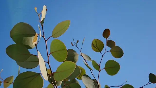 ユーカリは透かし剪定が必須 春と秋に根本を意識して行おう 植木の剪定 伐採 草刈りは 植木ドクター 低価格な植木屋さん