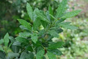 月桂樹 ゲッケイジュ の剪定は年2回 害虫予防には間引きが必須 植木の剪定 伐採 草刈りは 植木ドクター 低価格な植木屋さん 月桂樹 ゲッケイジュ の剪定は年2回 害虫予防には間引きが必須 植木の剪定 伐採 草刈りは 植木ドクター 低価格な植木屋さん