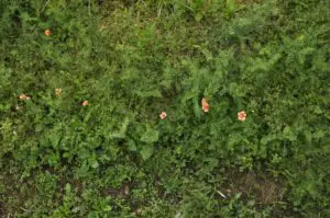 草刈りと草抜きの違いやそれぞれのポイントについて詳しく解説 植木の剪定 伐採 草刈りは 植木ドクター 低価格な植木屋さん