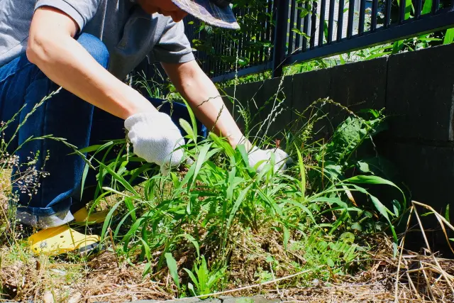 草刈りと草抜きの違いやそれぞれのポイントについて詳しく解説 植木の剪定 伐採 草刈りは 植木ドクター 低価格な植木屋さん