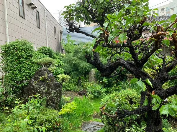 庭の木を剪定してほしい【東京都世田谷区】 - 植木の剪定、伐採、草刈りは【植木ドクター】低価格な植木屋さん