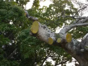 剪定 せんてい とは 剪定の意味 方法について詳しくお伝えします 植木の剪定 伐採 草刈りは 植木ドクター 低価格な植木屋さん