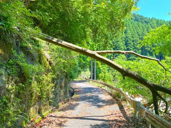 台風による倒木被害！事前にできる備えとは - 植木の剪定、伐採、草刈りは【植木ドクター】低価格な植木屋さん