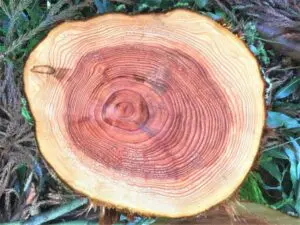 庭木の抜根はいくらかかる？費用を節約する方法とは - 植木の