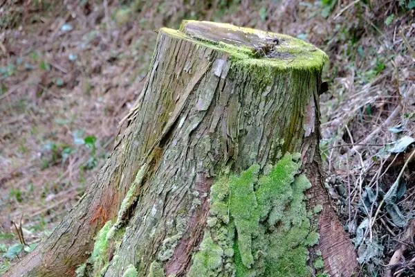 庭木の抜根はいくらかかる？費用を節約する方法とは - 植木の剪定、伐採、草刈りは【植木ドクター】低価格な植木屋さん