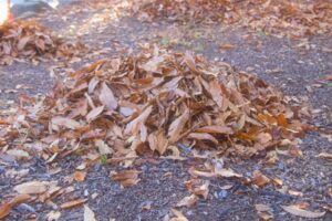 落ち葉は掃除しないとどうなる？効率的な掃除方法は？ (2)