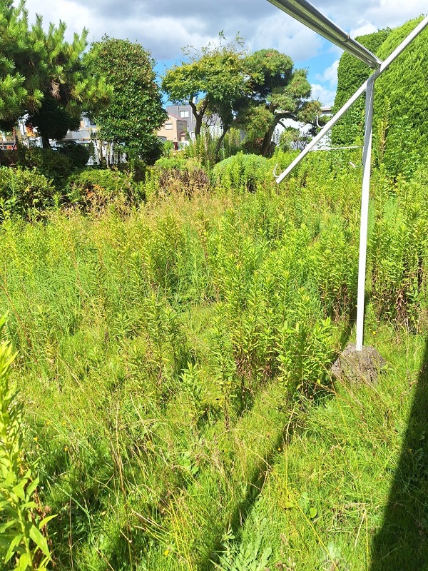 東京都昭島市　庭木の剪定と草刈り (2)