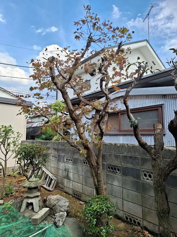 東京都昭島市 庭木の剪定作業 - 植木の剪定、伐採、草刈りは【植木ドクター】低価格な植木屋さん