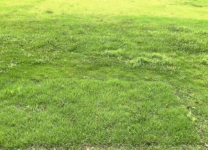 芝生が凸凹になるのはなぜ？原因や直し方をご紹介！ (1)
