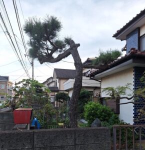 神奈川県相模原市　庭木の剪定 (2)