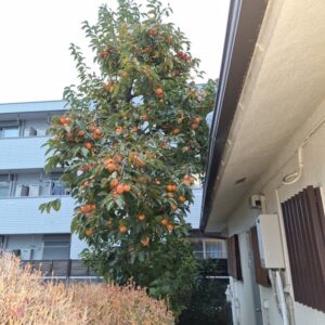 神奈川県川崎市　柿の木の剪定