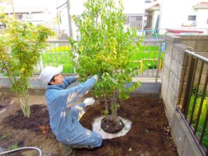 庭木の移植に適した時期や注意点は？ (2)