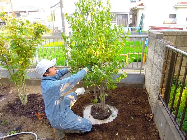 中木移植作業 庭木の移植に適した時期や注意点は？ - 植木の剪定、伐採、草刈りは
