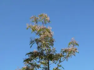 庭木の移植に適した時期や注意点は？ - 植木の剪定、伐採、草刈りは