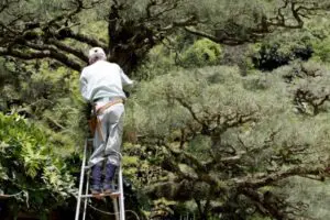 庭師・造園業・植木屋の違いとは？ - 植木の剪定、伐採、草刈りは