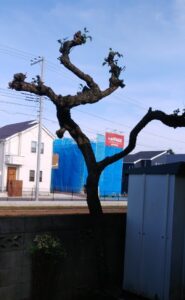 東京都昭島市　庭木の剪定をしました！ (1)