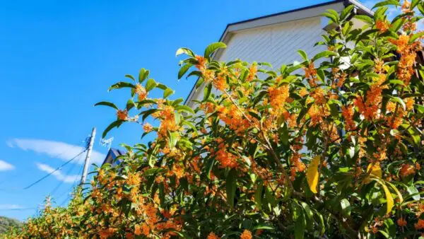 金木犀の剪定時期はいつ？花を咲かせる育て方、お手入れの方法を徹底解説！ - 植木の剪定、伐採、草刈りは【植木ドクター】低価格な植木屋さん