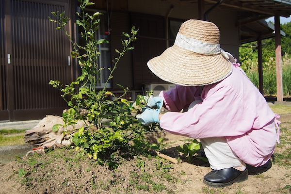 庭の植木の手入れをする女性