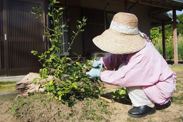 春のお庭を楽しむために！秋冬に行うべき庭の手入れ方法を植木屋が紹介します！ - 植木の剪定、伐採、草刈りは【植木ドクター】低価格な植木屋さん