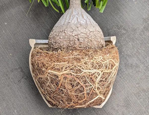 落葉植物の冬支度】葉が落ちきったらやってほしい植え替えの方法