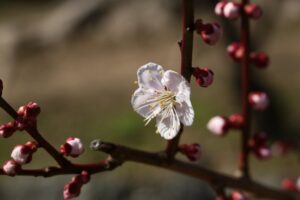 寒肥をもらって春一番に芽吹く桜