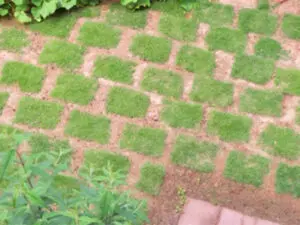 芝生のドッグランを庭に作りたい！愛犬に優しい天然芝のススメ - 植木 