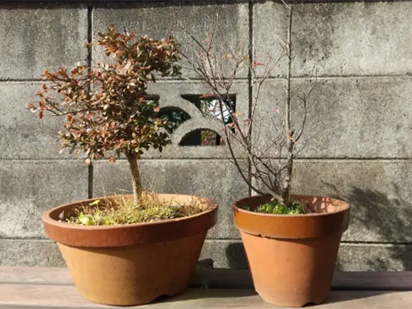 庭木が枯れた！その原因と復活させる方法とは？ - 植木の剪定、伐採