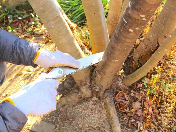 伐採木の廃棄｜作業前に知って得する枝木の処分術 - 植木の剪定