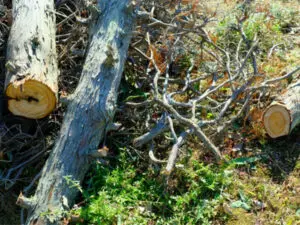 伐採木の廃棄｜作業前に知って得する枝木の処分術 - 植木の剪定、伐採
