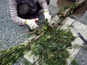 伐採木の廃棄｜作業前に知って得する枝木の処分術 - 植木の剪定、伐採 