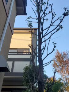 小金井市 剪定後