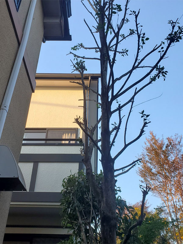 小金井市 剪定後