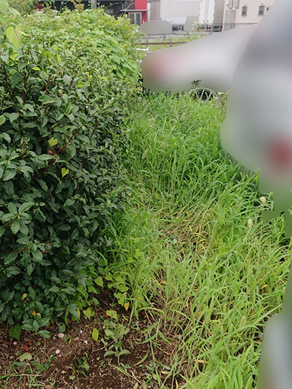 あきる野市 草刈り前