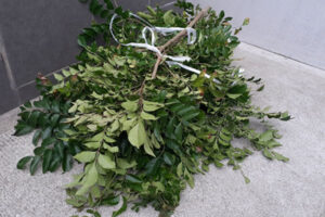 植木 束