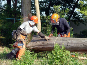 庭木 伐採
