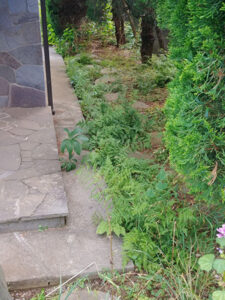 東京都立川市 雑草