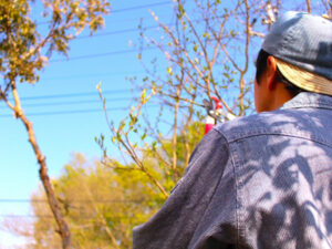 秋 植え付け 剪定 伐採