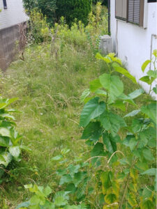 東京都立川市 雑草 庭