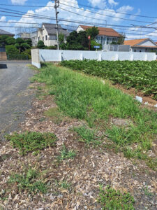 東京都立川市 畑の横 雑草