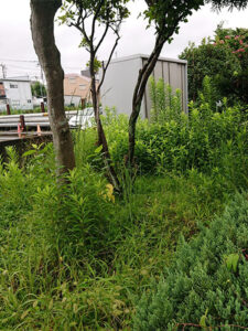 神奈川県川崎市 施工前 草木